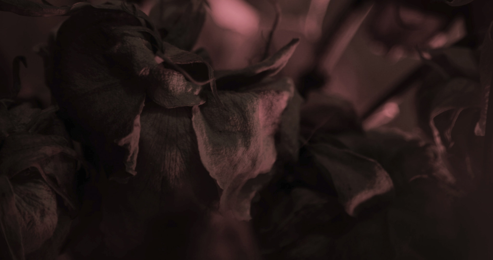 Memories of a Burnt Flower image 3